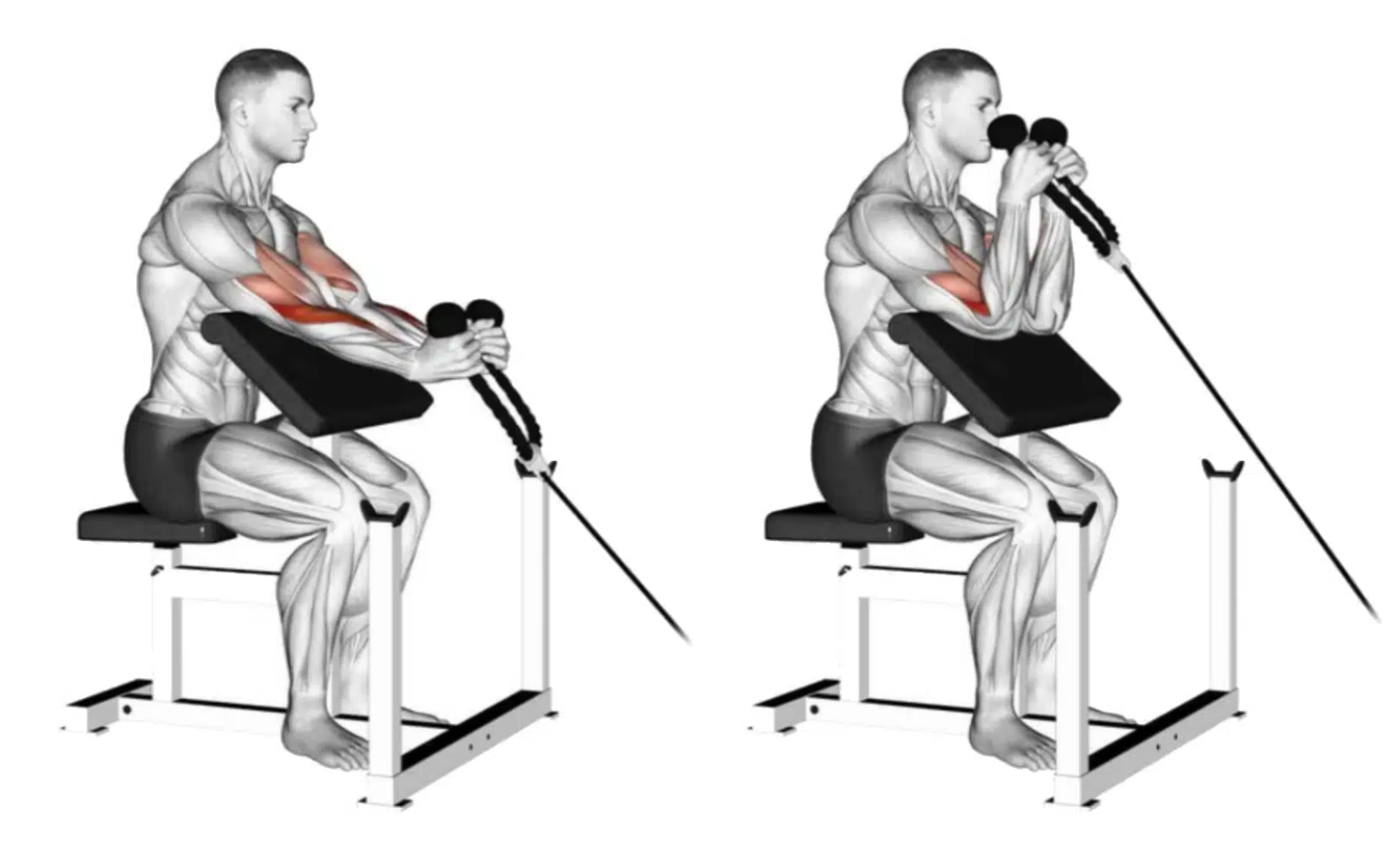 Build Bigger Biceps with Cable Hammer Curls: Benefits and Techniques
